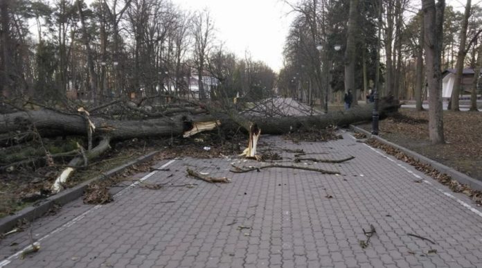 Сильний вітер у Києві: падіння дерев та пошкодження дахів, патрульна поліція надала рекомендації