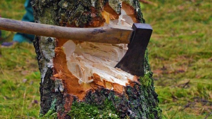 Судовий процес проти організованої групи, що займалася незаконними порубками лісу в Тернопільській області