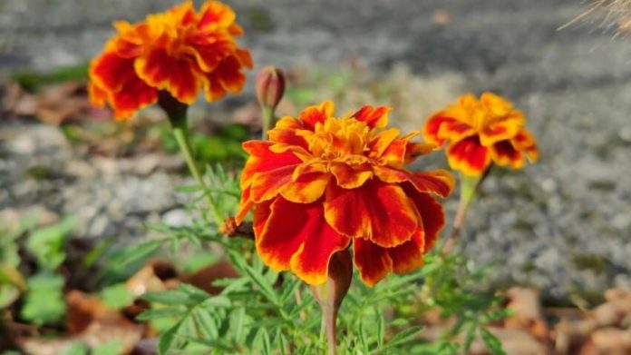 Свята Текля та важливі дати 24 вересня: традиції, віра і міжнародні ініціативи