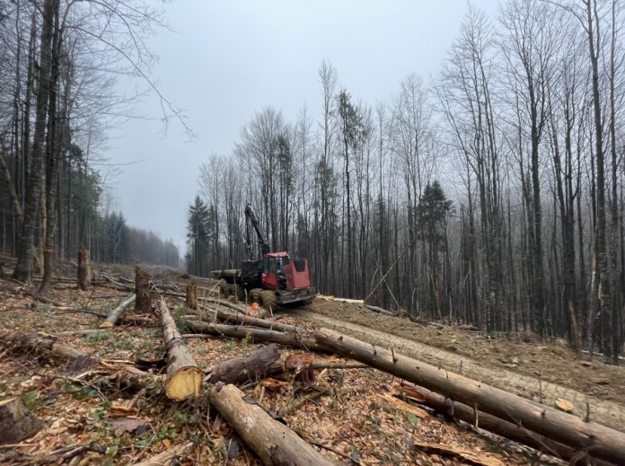 Лісова галузь Закарпаття: мільярдні тіньові доходи та мінімальні надходження до бюджету