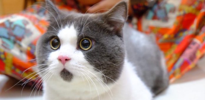 Вплив домашніх котів на психічне здоров’я: нові висновки багаторічних досліджень