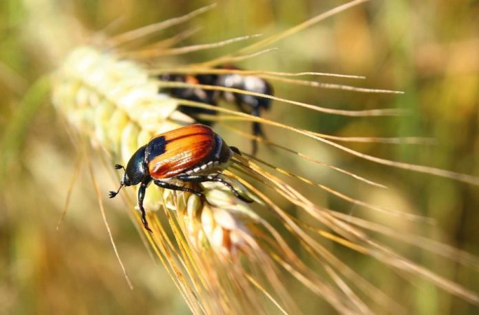 Розвиток міських просторів як основа сталого майбутнього