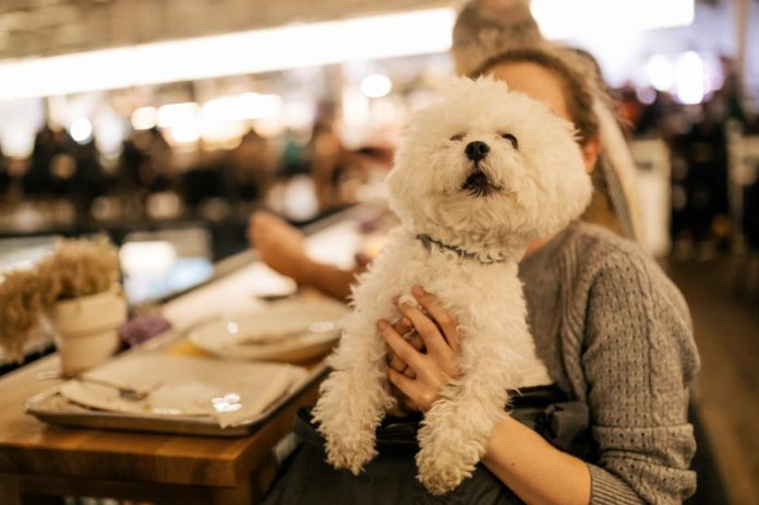 Нові правила для міста: у Києві пропонують дозволити бізнесу самостійно вирішувати питання відвідування з тваринами