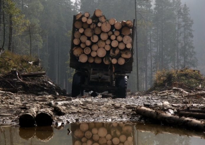 Службова недбалість у лісовому господарстві: майстри лісу на Закарпатті постануть перед судом