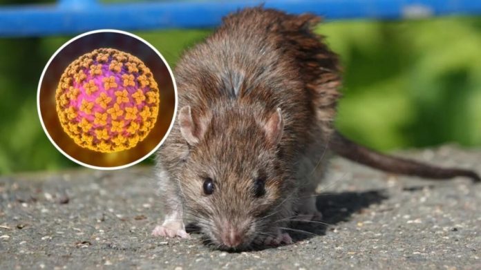 У Сумах зафіксовано випадок хантавірусної інфекції: протиепідемічні заходи тривають