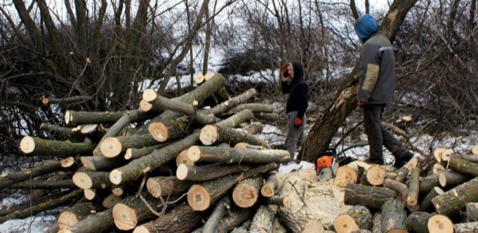 Вирок за незаконну вирубку лісу на Тернопільщині: суд покарав помічника лісничого