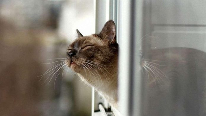 Професійна заміна скла iPhone 15 Pro Max: якість, точність і довговічність